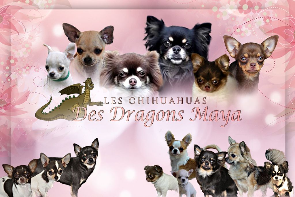 Des Dragons Maya - nouveau design pour notre site internet