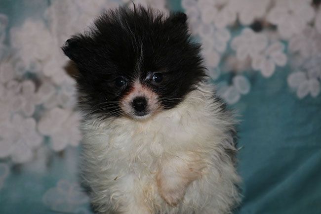 Des Dragons Maya - Chiot disponible  - Spitz allemand