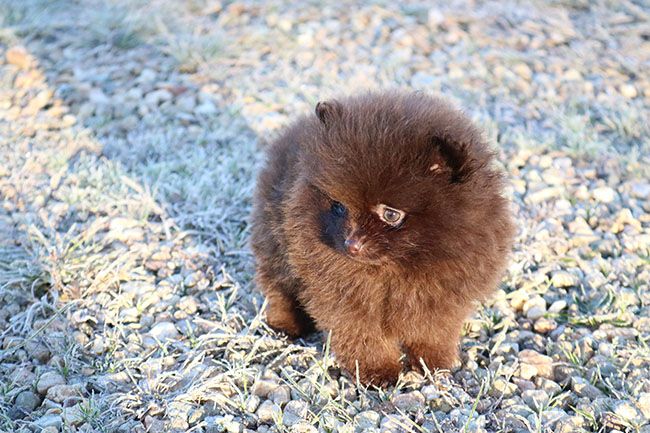 chiot Spitz allemand Des Dragons Maya