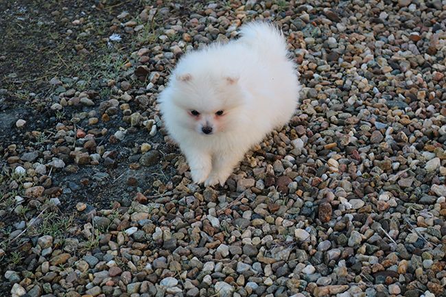 Des Dragons Maya - Chiot disponible  - Spitz allemand