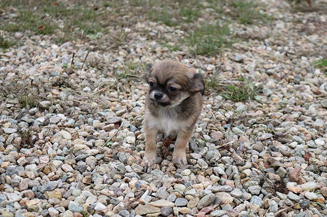 Des Dragons Maya - Chiot disponible  - Chihuahua