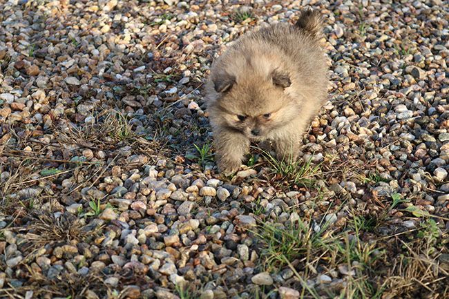 Des Dragons Maya - Chiot disponible  - Spitz allemand