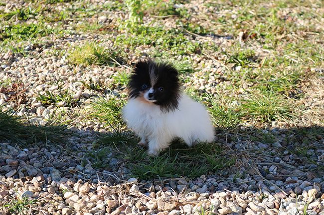 chiot Spitz allemand Des Dragons Maya