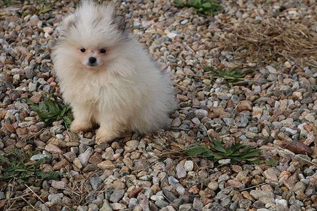 chiot Spitz allemand Des Dragons Maya