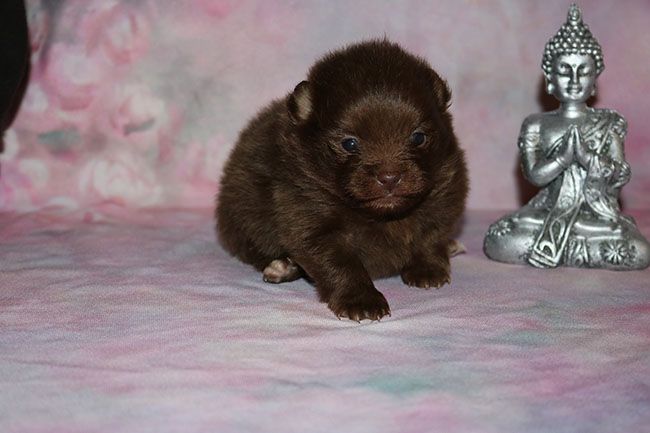 chiot Spitz allemand Des Dragons Maya