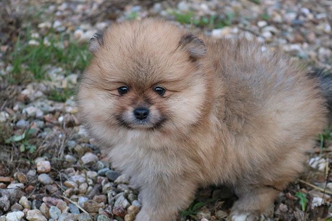 Des Dragons Maya - Chiot disponible  - Spitz allemand