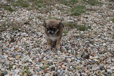 Des Dragons Maya - Chihuahua - Portée née le 09/10/2024