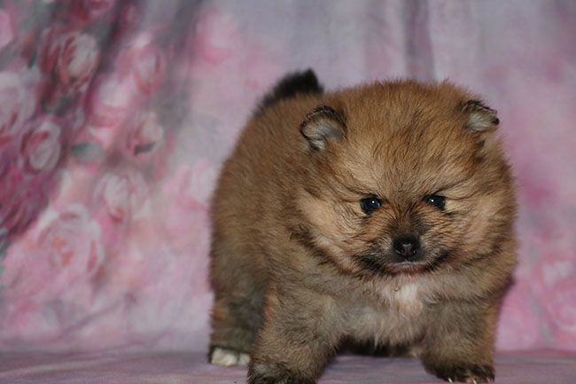 Des Dragons Maya - Chiot disponible  - Spitz allemand