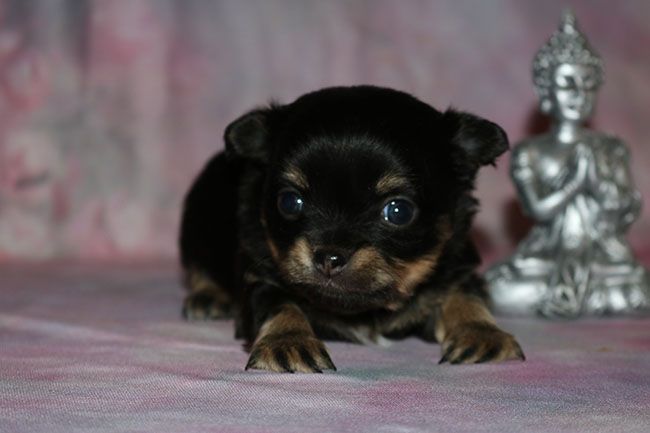 Des Dragons Maya - Chiot disponible  - Chihuahua