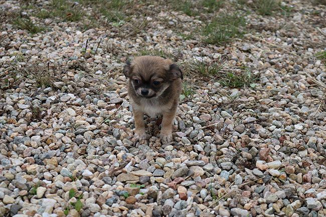 chiot Chihuahua Des Dragons Maya