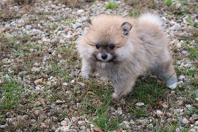 Des Dragons Maya - Chiot disponible  - Spitz allemand