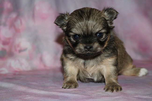 Des Dragons Maya - Chiot disponible  - Chihuahua