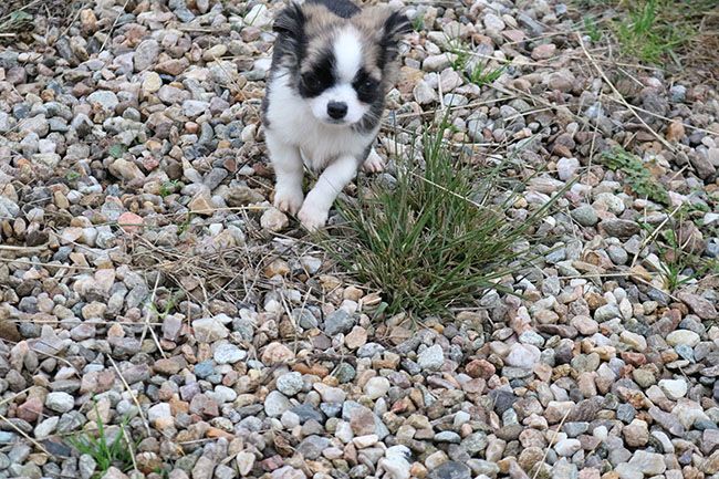 Des Dragons Maya - Chiot disponible  - Chihuahua