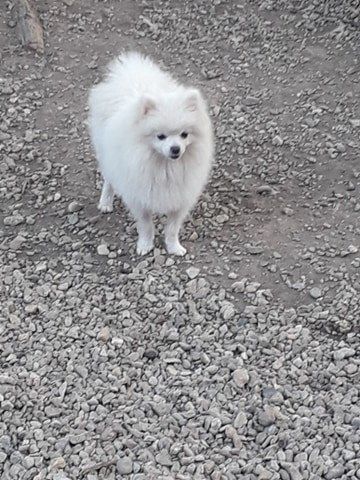 Uranie Des Dragons Maya