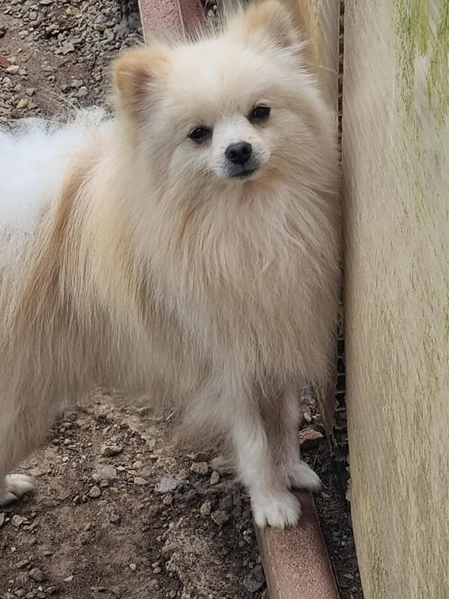 Vodka Des Dragons Maya