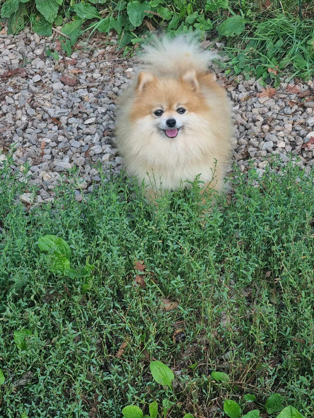 Salsa Des Dragons Maya