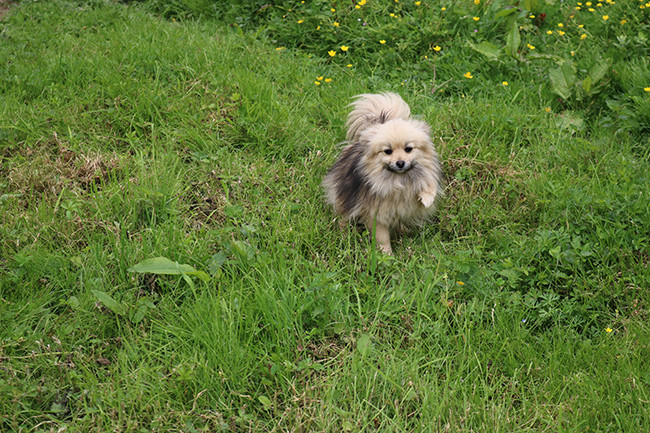 Uriela Des Dragons Maya