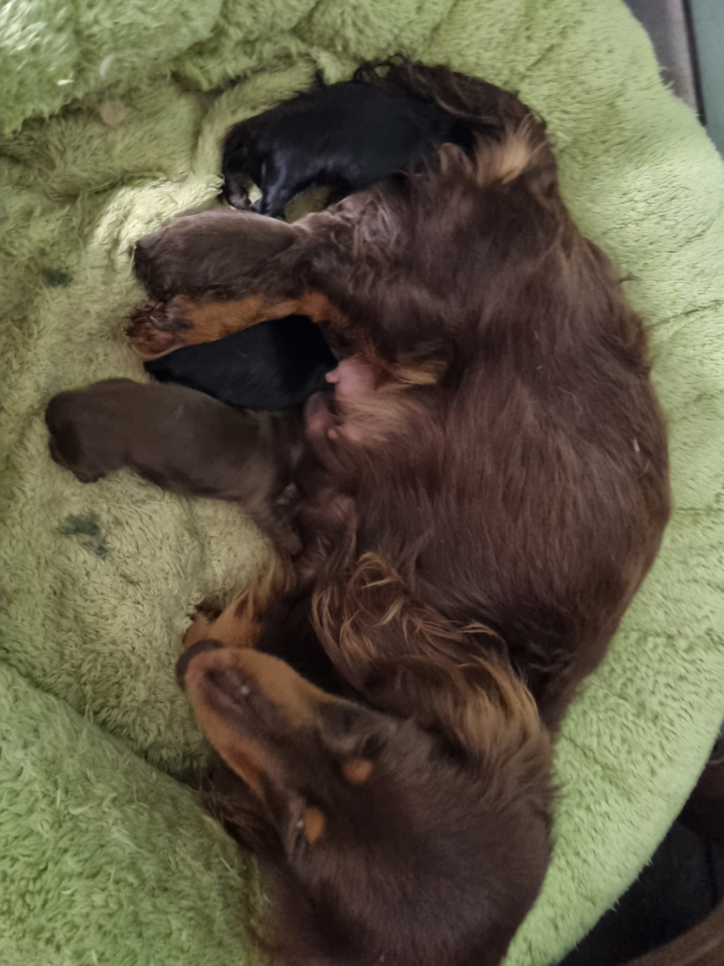 Naissance teckel kaninchen