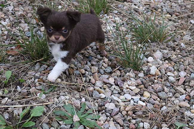 des chiots disponibles