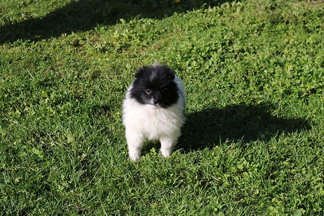 Des Dragons Maya - des chiots spitz disponibles