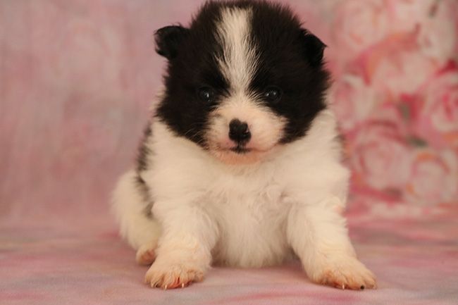 Des Dragons Maya - Chiots disponibles - Spitz allemand
