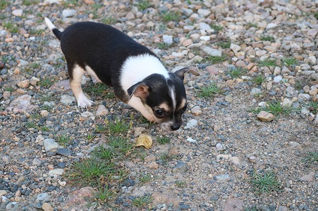 Des Dragons Maya - Chiots disponibles - Chihuahua
