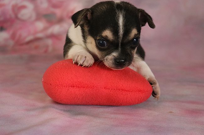 Des Dragons Maya - Chiots disponibles - Chihuahua
