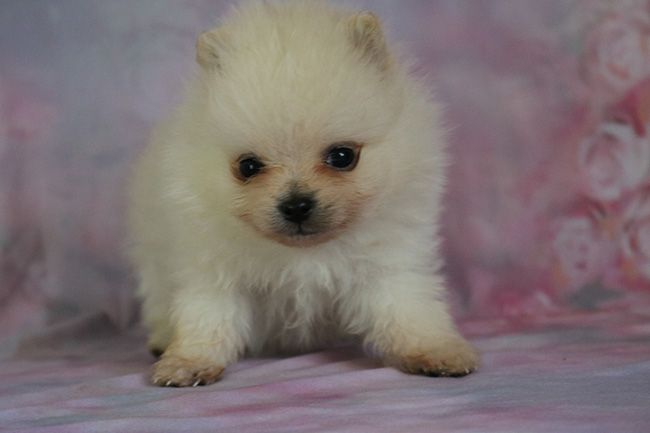 Chiot Spitz allemand Des Dragons Maya