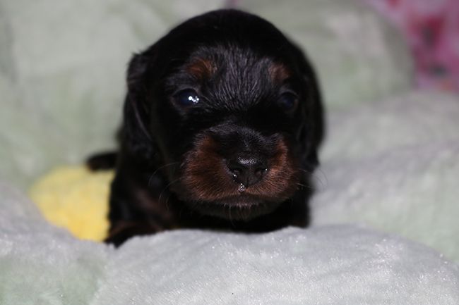 Des Dragons Maya - Chiots disponibles - Teckel poil long
