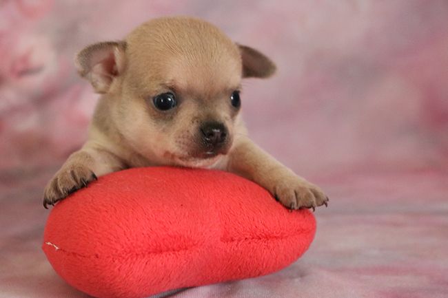 Puppy Chihuahua Des Dragons Maya