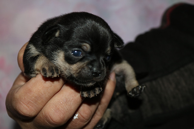 Des Dragons Maya - Chihuahua - Portée née le 24/11/2025