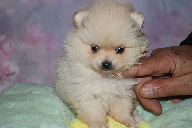 Des Dragons Maya - Chiots disponibles - Spitz allemand