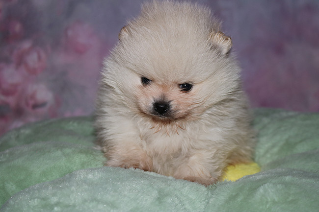 Des Dragons Maya - Chiots disponibles - Spitz allemand