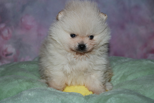 Chiot Spitz allemand Des Dragons Maya