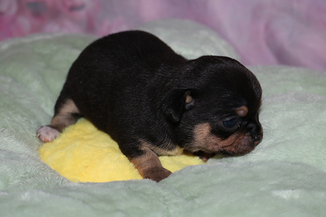 Des Dragons Maya - Chiots disponibles - Chihuahua