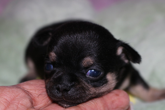 Des Dragons Maya - Chiots disponibles - Chihuahua