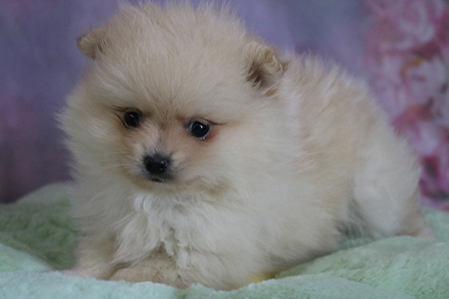 Des Dragons Maya - Chiots disponibles - Spitz allemand