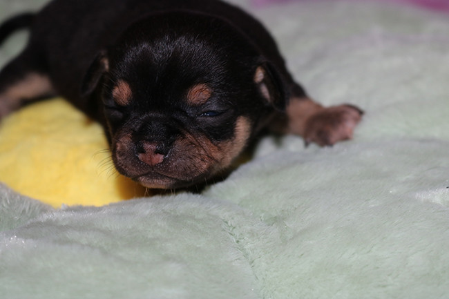 Chiot Chihuahua Des Dragons Maya