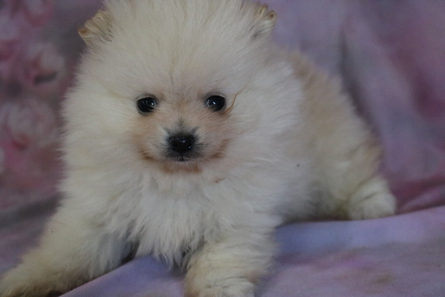 Chiot Spitz allemand Des Dragons Maya