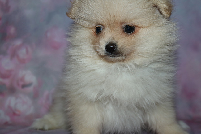 Des Dragons Maya - Chiots disponibles - Spitz allemand