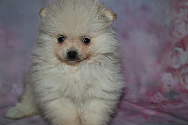 Des Dragons Maya - Chiots disponibles - Spitz allemand