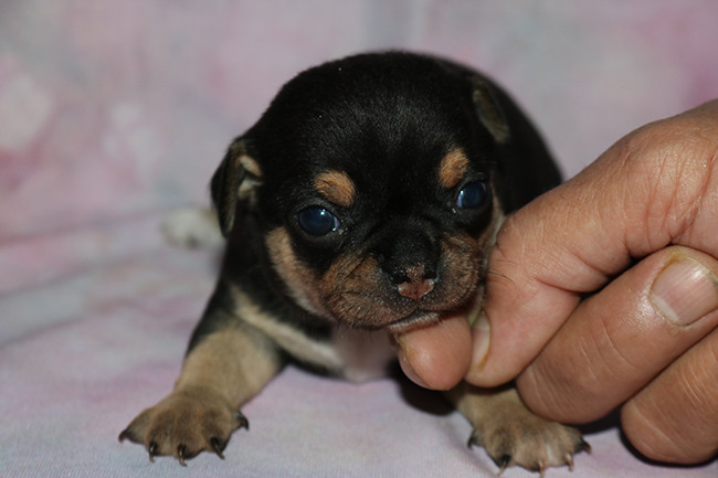 Des Dragons Maya - Chiots disponibles - Chihuahua