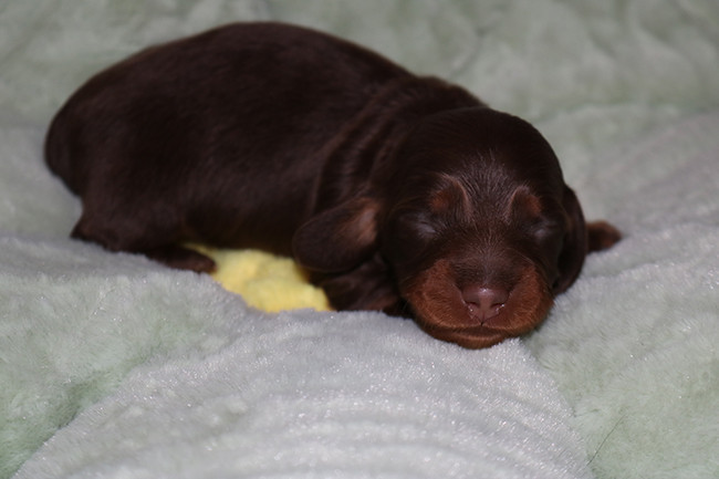 Des Dragons Maya - Teckel poil long - Portée née le 20/12/2025