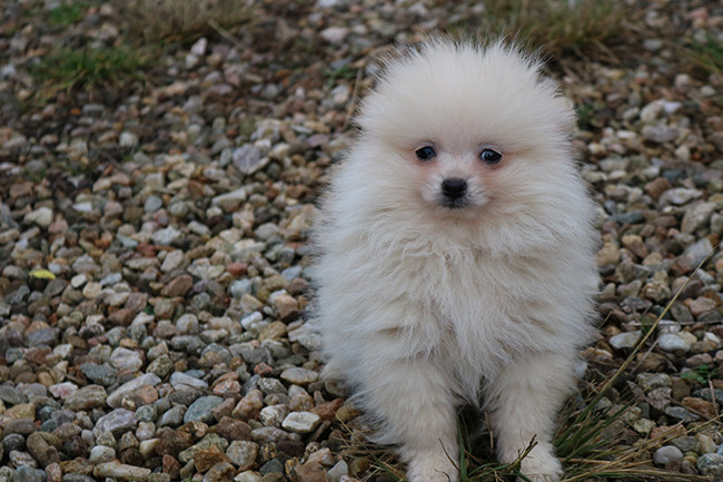 Des Dragons Maya - Chiots disponibles - Spitz allemand