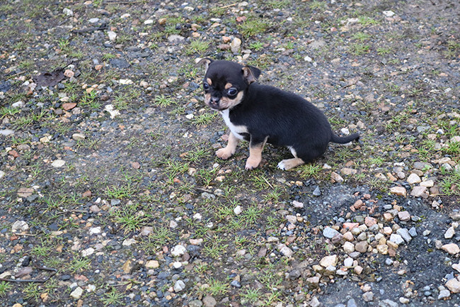 Chiot Chihuahua Des Dragons Maya