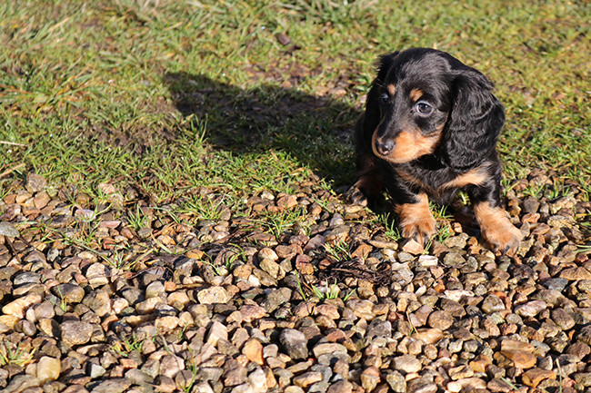 Des Dragons Maya - Teckel poil long - Portée née le 20/12/2025