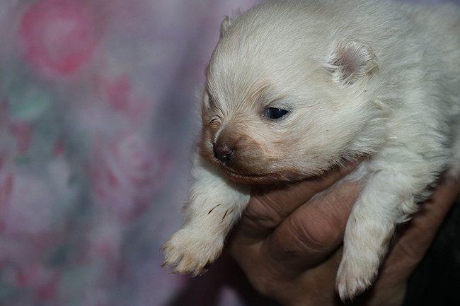 Chiot Spitz allemand Des Dragons Maya