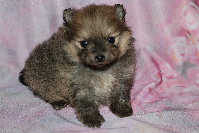 Des Dragons Maya - Chiots disponibles - Spitz allemand