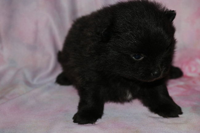 Des Dragons Maya - Chiots disponibles - Spitz allemand