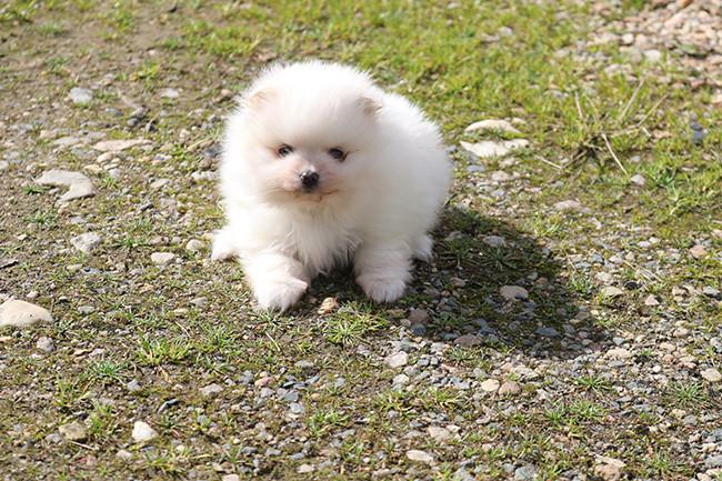 Des Dragons Maya - Chiots disponibles - Spitz allemand